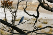 04 - Yellowstone NP (11) - Bluebird Montain